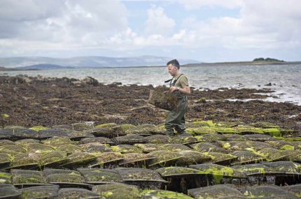Kelly Oysters Farm