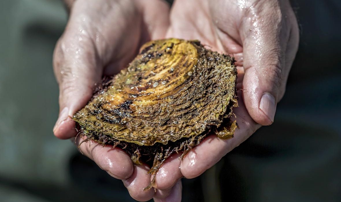 Holding a wild native oyster